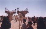 hamza star